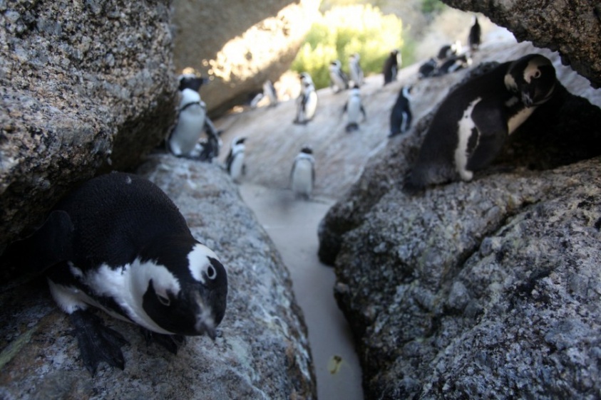 Пингвины на пляже Боулдерс-Бич (Boulders Beach)