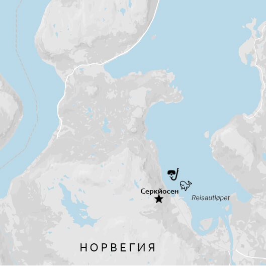 Плавание с косатками в Норвегии