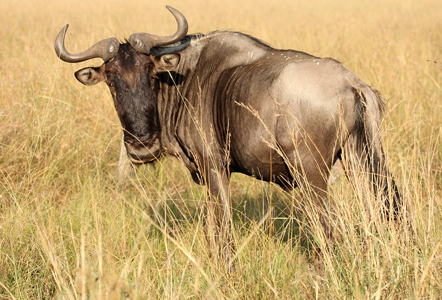 Сайт гну. Антилопа гну. Антилопа гну в Африке. Животные саванны антилопа гну. Орикс теленок.