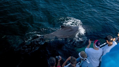 О "Responsible Whale Watching"